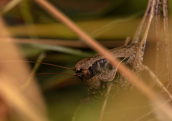 Dark bush cricket 1a GM 18JUL26