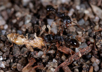Rare ant Tetramorium sp.  2 GM 18JUL26