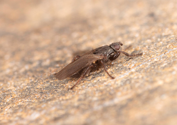 Kelp fly Coelopa frigida 1 GM 18JUL26