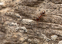 Ant Tetramorium sp. 1 GM 18JUL26
