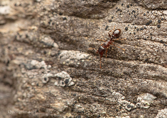 Ant Tetramorium sp. 1 GM 18JUL26