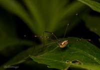Harvestman 1 GM 18JUL26
