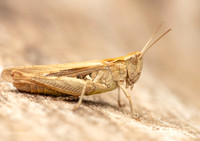 Common Field Grasshopper 1 GM 18MAY26