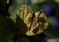 Ichneumon 1 GM 18JUL26