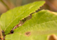 Leaf hopper 1 GM 18JUL26