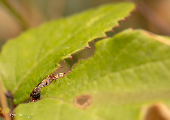 Leaf hopper 1 GM 18JUL26