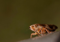 Leaf hopper 2 GM 18JUL26