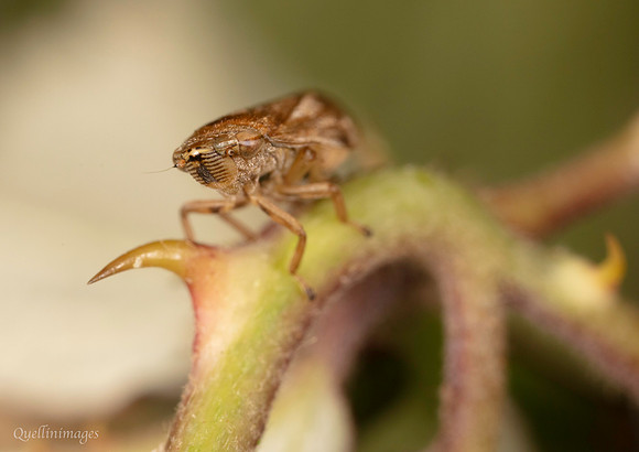 Leaf hopper 3 GM 18JUL26