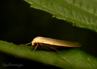 Common or Scarce Footman prob. 1 GM 18JUL26