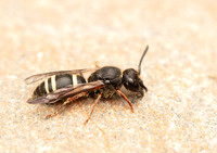 Ancistrocerus scoticus prob. 1 GM 18JUL26