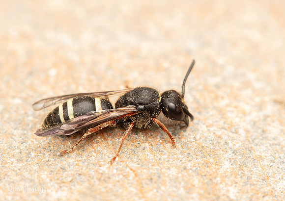 Ancistrocerus scoticus prob. 1 GM 18JUL26