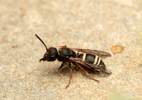 Nysson spinosus prob. GM 18JUL26