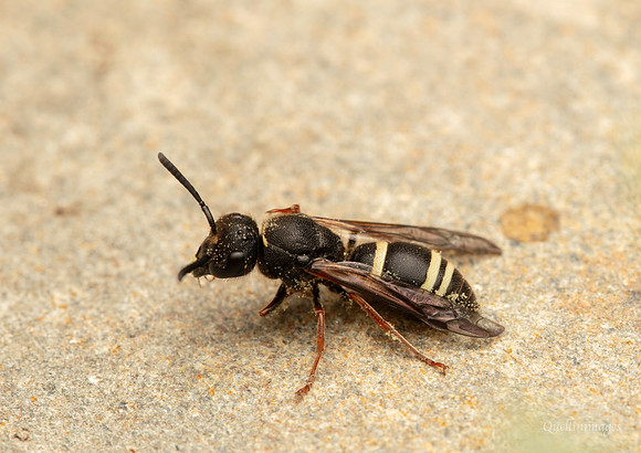 Nysson spinosus prob. GM 18JUL26