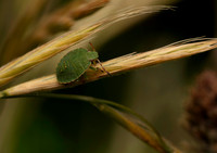 Common Green Shield bug, prob 4th instar, 1 GM 18JUL26
