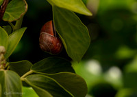 Snail Cepaea sp. 2 GM 18JUL26