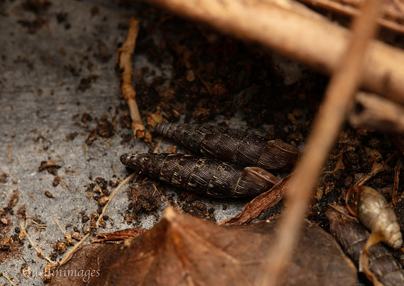 Snails Clausiliidae indet. 1 GM 18JUL26