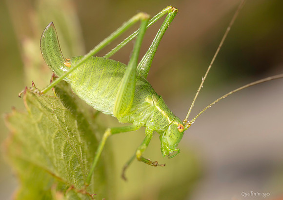 Speckled bush Cricket 1 GM 18JUL26