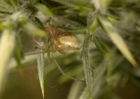 Spider Enoplognatha sp. 1 GM 18JUL26
