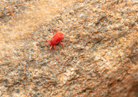 Spider mite 1 GM 18JUL26