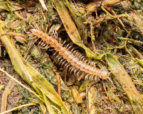 047. Centipede small Gov. Hse. 19OCT24