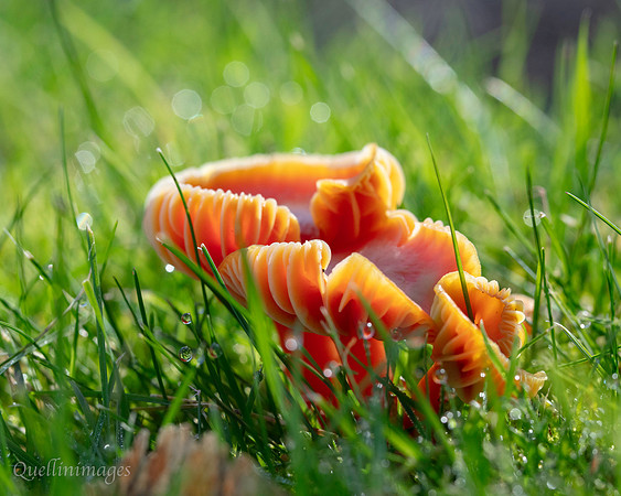 025. fungi Gov. Hse. 19OCT24