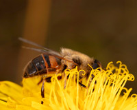 001. Eristalis sp. PM 15AUG26