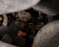 004. Beach spider 1 PM 15AUG26