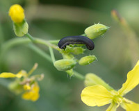 007. Caterpillar 1 PM 15AUG26