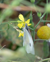 008. Large White Pieris brassicae 2 PM 15AUG26