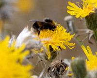 010. Bumble bee 1 PM 15AUG26