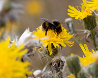 011. Bumble bee 1 PM 15AUG26
