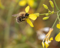 013. Carder Bee 1 PM 15AUG26
