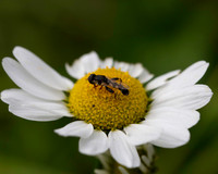 014. Hoverfly Syritta pipiens male 1 PM 15AUG26