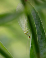015. Lacewing PM 15AUG26