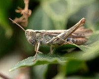 016. Common Field Grasshopper