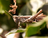 017. Common Field Grasshopper 1a