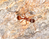 018. Myrmica ruginodis OOF 1 PM 15AUG26