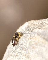 019 Jumping spider 1 PM 15AUG26