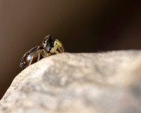 020. Jumping spider 2 PM 15AUG26