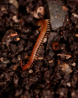 005. Cent 1 Strigamia maritima PM 15AUG26