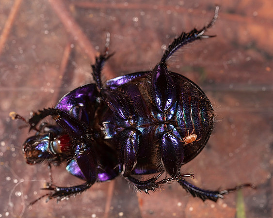 035. Dor beetle indet. 1A 17OCT26 copy