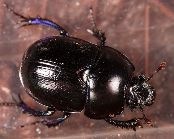 038. Dor beetle indet. 1B 17OCT26 copy