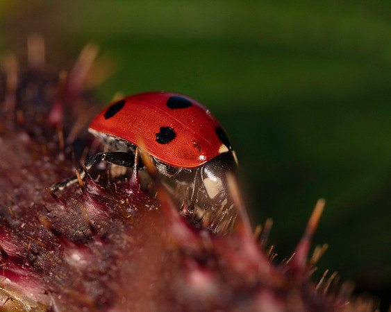 072. Ladybird 1A 17OCT26 copy