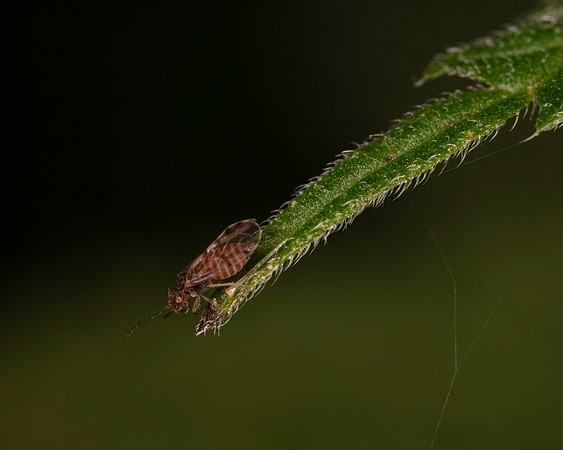 056. Bark louse indet. 1A 17OCT26 copy