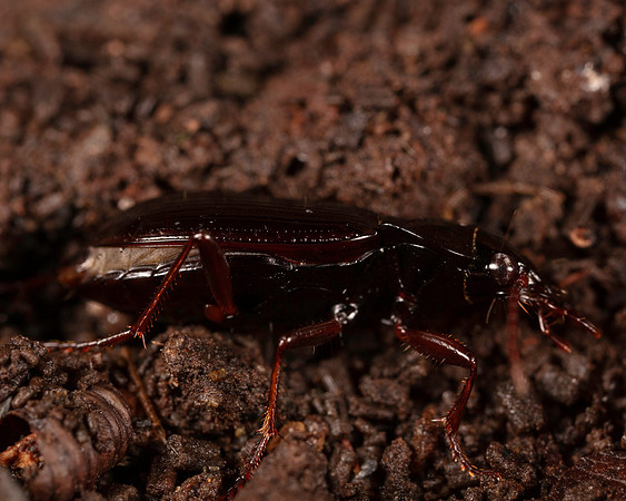 058. Ground beetle indet.1A 17OCT26 copy