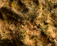 20. V tiny wasp