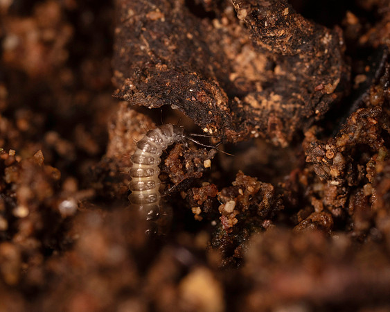 22. Beetle larva?