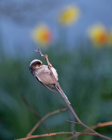 Long-Tailed Tit