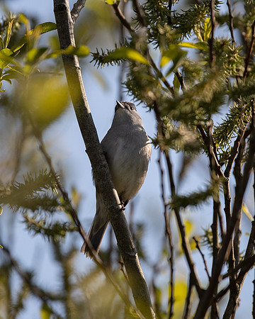 Black Cap