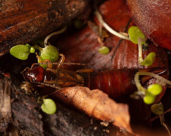 021. Earwig 1A 17OCT26 copy